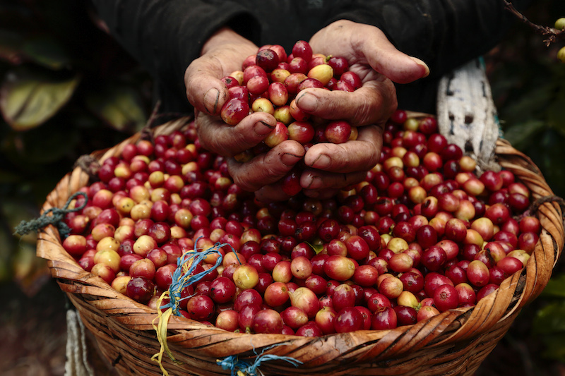 Ciri Biji Kopi yang Matang dan Cara Memilahnya