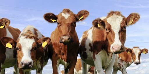Peluang Bisnis Sapi dengan Skema Bagi Hasil