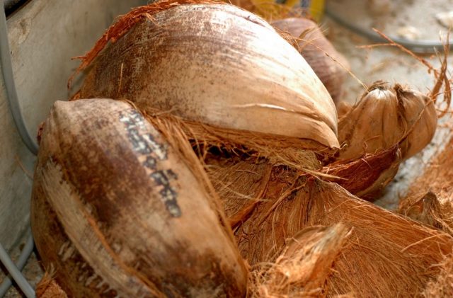 Ketahanan Anyaman Sabut Kelapa Rahasia Kekuatan Material Alami Indonesia