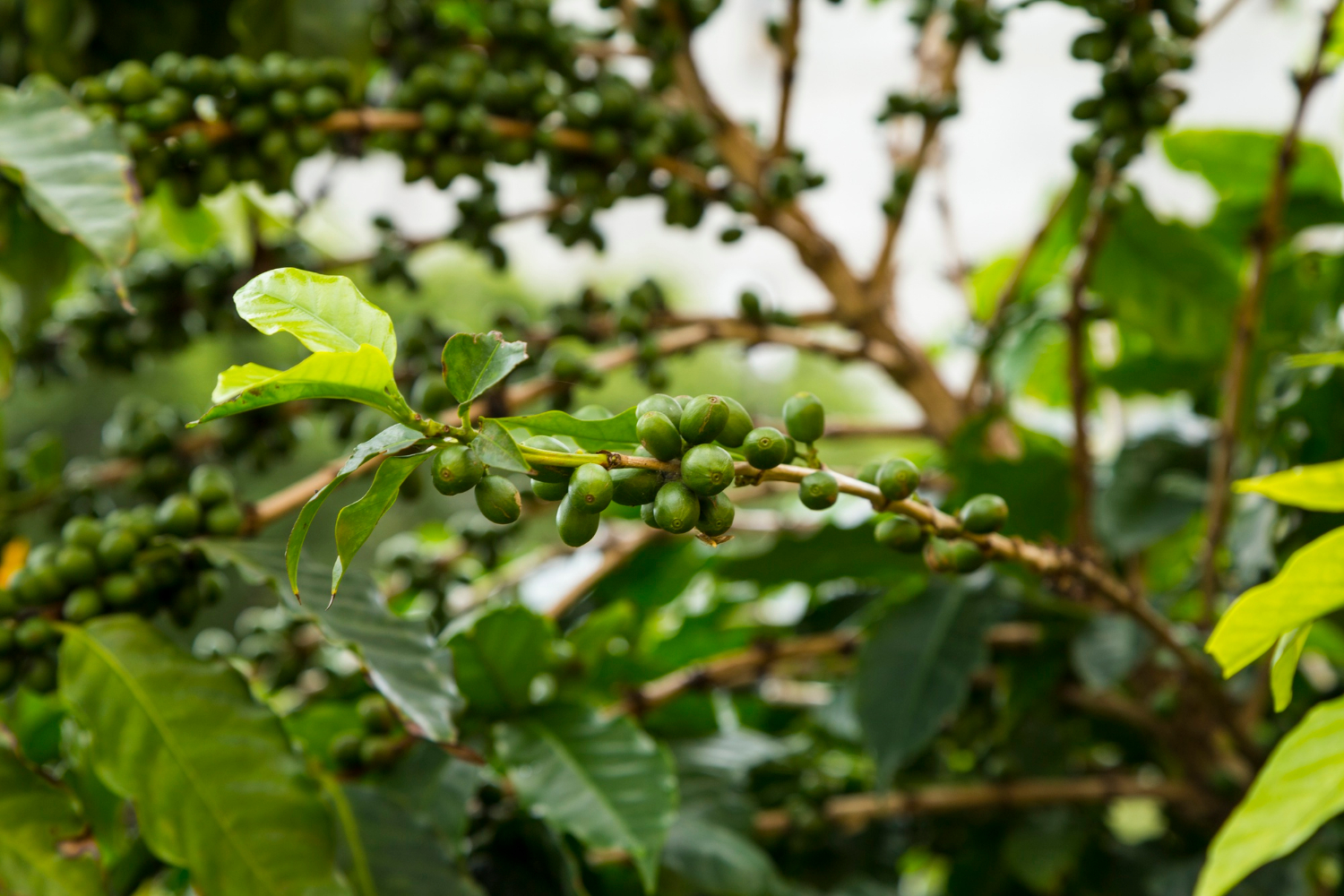 Cara Menanam Kopi Manual yang Benar untuk Panen Berkualitas