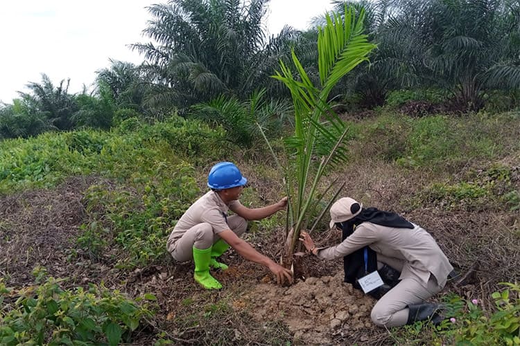 Langkah Penanaman Kelapa Sawit yang Benar