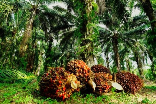 Jenis jenis Kelapa Sawit Indonesia dan Karakteristik Umumnya