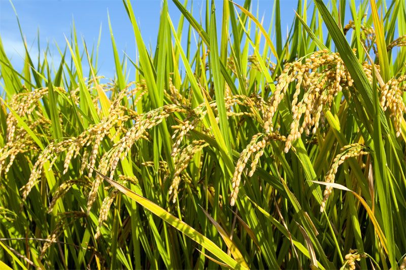 Tahap Pengolahan Padi Modern, Petani Profesional Wajib Tahu