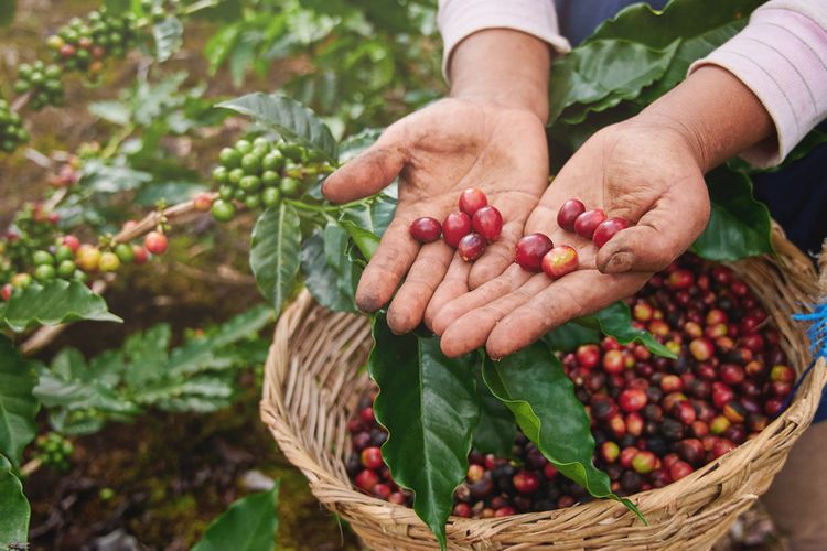 Cara Mengolah Kopi Setelah Panen Dengan Teknik Yang Tepat