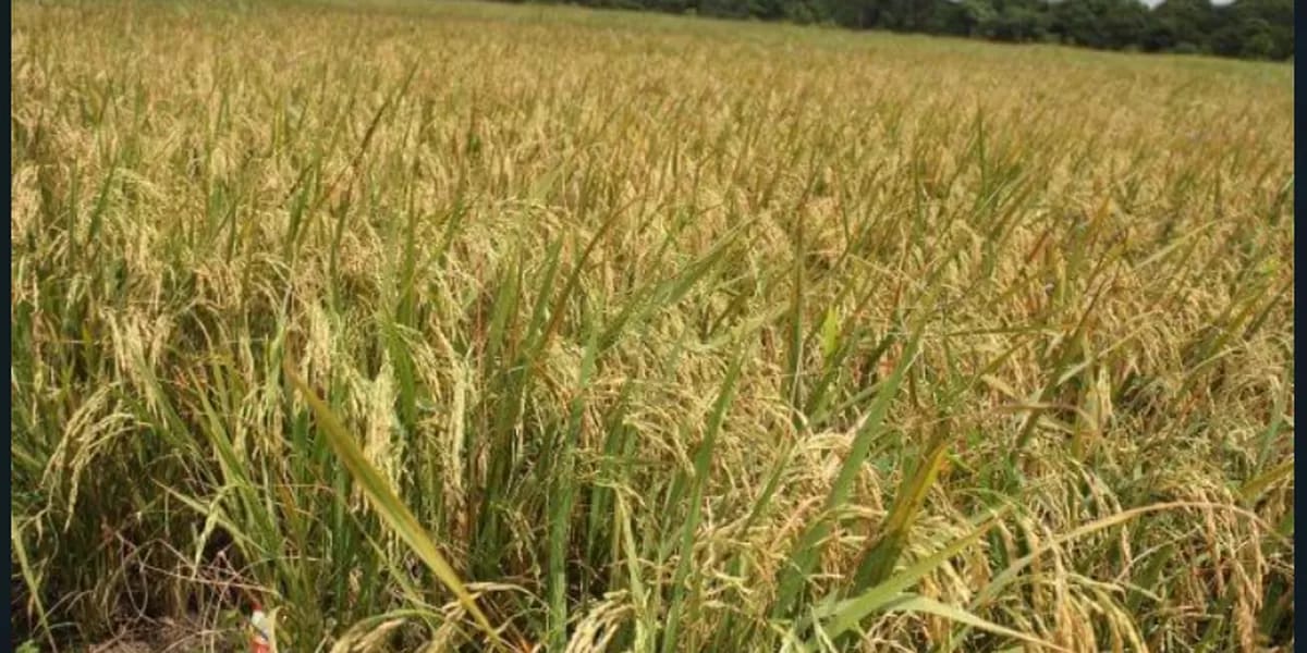 Solusi Panen Padi Petani dan Strategi Cerdas Tingkatkan Hasil serta Keuntungan