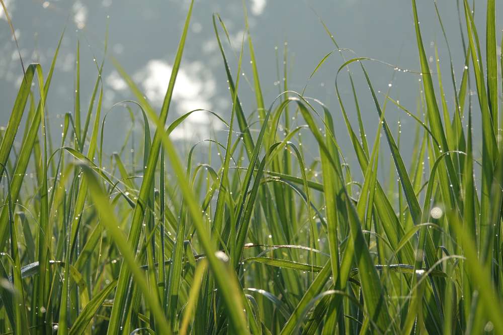 Cara Memilih Alat Pencacah Rumput yang Tepat untuk Kebutuhan Peternakan