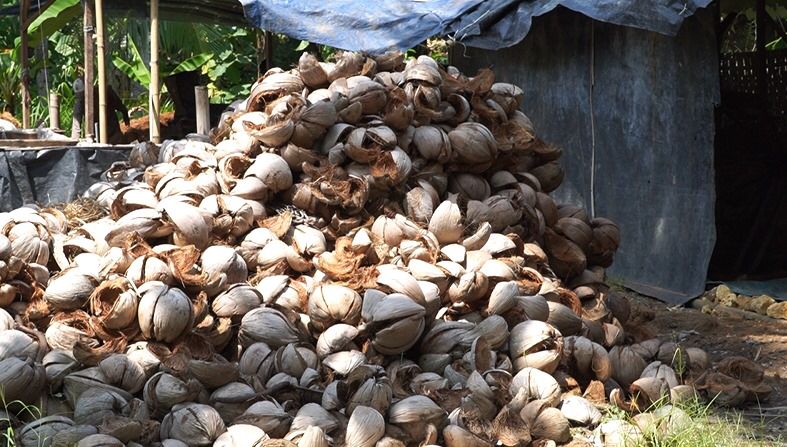 Coconut Shell Biomass Energy for Renewable Power Generation