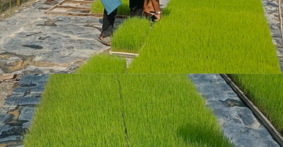 Ciri Bibit Padi Siap Tanam untuk Hasil Melimpah