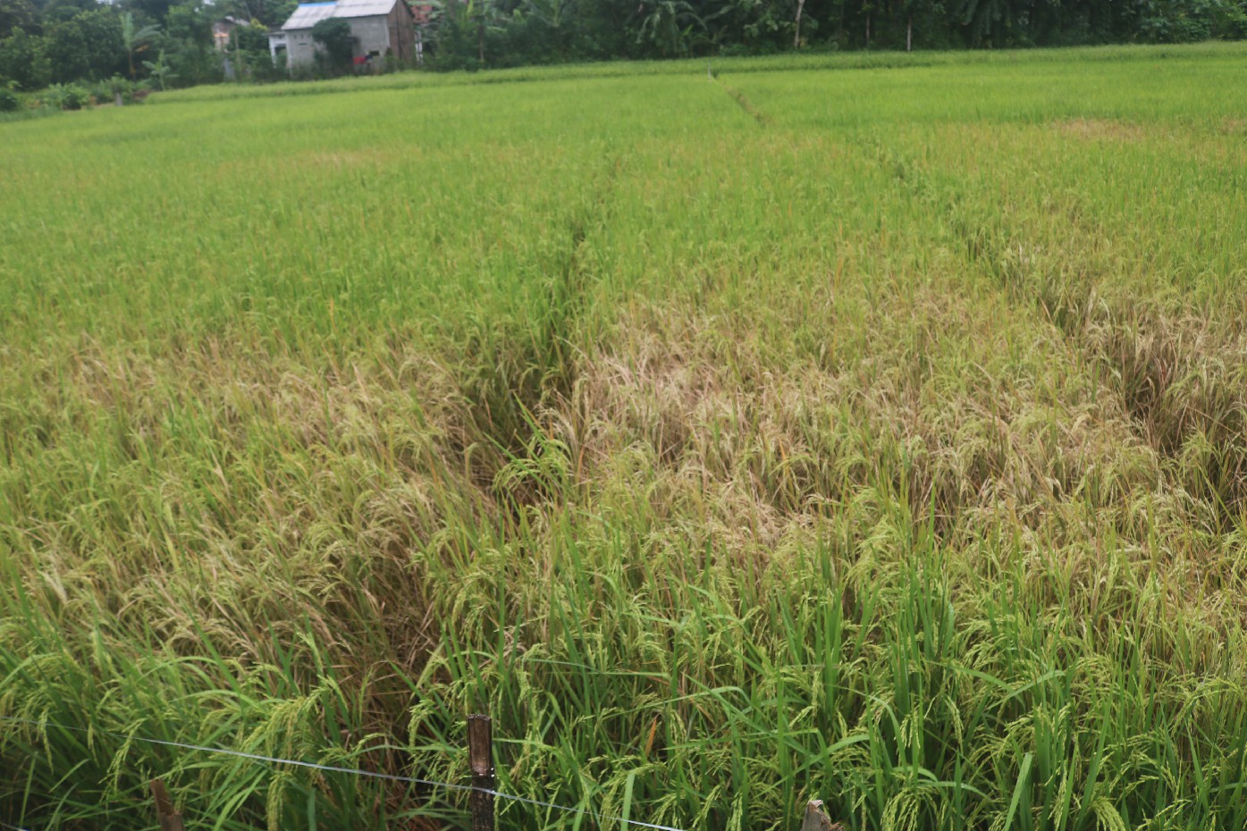 Hasil Panen Sulit Kering? Ini Solusi Cepat agar Kualitas Tetap Terjaga