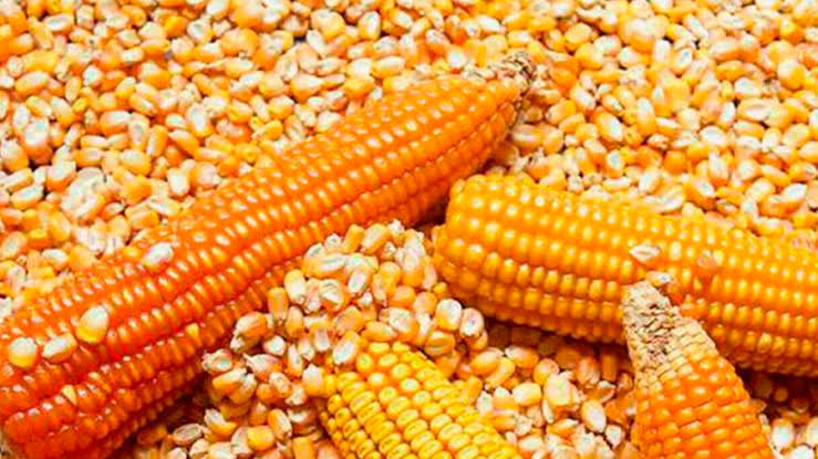 Hasil Pipilan Jagung untuk Pakan yang Berkualitas