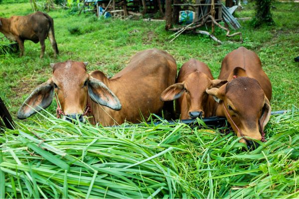 Rumput Apa Saja yang Bisa Dicacah untuk Pakan Ternak