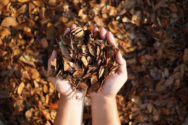 Cara Membuat Kompos dari Daun dengan Mudah
