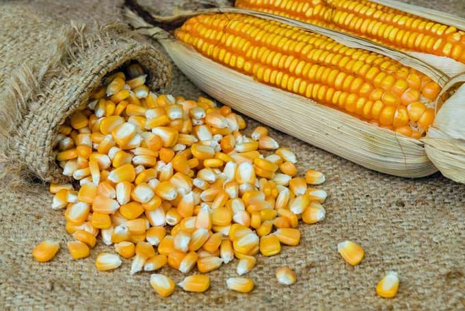 Cara Memisahkan Biji Jagung dari Tongkol Secara Cepat